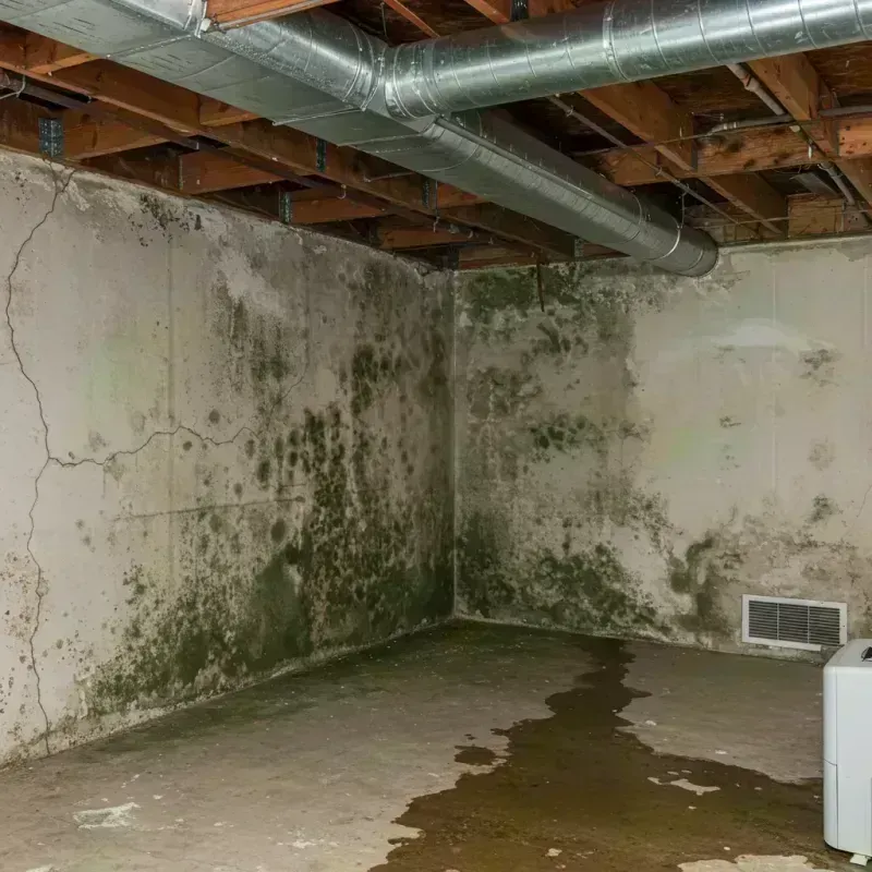 Professional Mold Removal in Fort Mitchell, KY